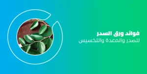 فوائد ورق السدر للوجه