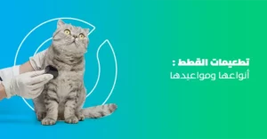 تطعيمات القطط