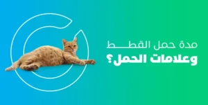 مدة حمل القطط