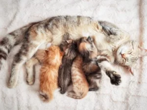 علامات ولادة القطط بالصور