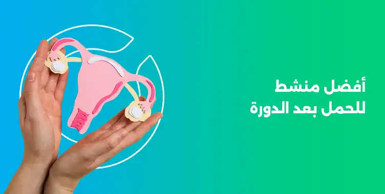 أفضل منشط للحمل بعد الدورة